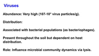 Viruses
Abundance: Very high (107-10° virus particles/g).
Distribution:
Associated with bacterial populations (as bacteriophages).
Present throughout the soil but dependent on host
distribution.
Role: Influence microbial community dynamics via lysis.
 