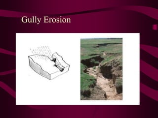 Gully Erosion
 