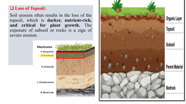 Soil erosion-History, distribution, identification, forms, impact of ...