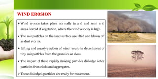  Wind erosion takes place normally in arid and semi arid
areas devoid of vegetation, where the wind velocity is high.
 The soil particles on the land surface are lifted and blown off
as dust storms.
 Lifting and abrasive action of wind results in detachment of
tiny soil particles from the granules or clods.
 The impact of these rapidly moving particles dislodge other
particles from clods and aggregates.
 These dislodged particles are ready for movement.
WIND EROSION
 