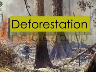 Deforestation  