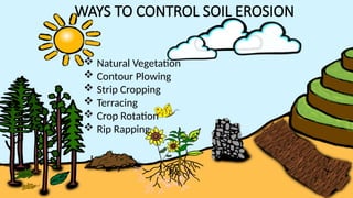 WAYS TO CONTROL SOIL EROSION
 Natural Vegetation
 Contour Plowing
 Strip Cropping
 Terracing
 Crop Rotation
 Rip Rapping
 