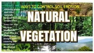 WAYS TO CONTROL SOIL EROSION
Allowing plants
and trees
naturally
without human
interference.
Trees can also
serve as
windbreaks
when they are
planted in a
straight path
covering the
crops from
direct wind
blows.
 