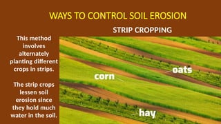 WAYS TO CONTROL SOIL EROSION
STRIP CROPPING
This method
involves
alternately
planting different
crops in strips.
The strip crops
lessen soil
erosion since
they hold much
water in the soil.
 