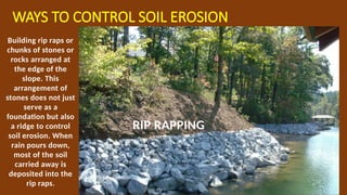 WAYS TO CONTROL SOIL EROSION
RIP RAPPING
Building rip raps or
chunks of stones or
rocks arranged at
the edge of the
slope. This
arrangement of
stones does not just
serve as a
foundation but also
a ridge to control
soil erosion. When
rain pours down,
most of the soil
carried away is
deposited into the
rip raps.
 