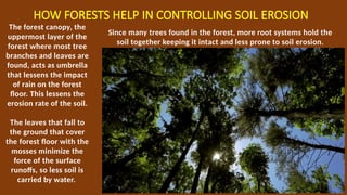 HOW FORESTS HELP IN CONTROLLING SOIL EROSION
The forest canopy, the
uppermost layer of the
forest where most tree
branches and leaves are
found, acts as umbrella
that lessens the impact
of rain on the forest
floor. This lessens the
erosion rate of the soil.
The leaves that fall to
the ground that cover
the forest floor with the
mosses minimize the
force of the surface
runoffs, so less soil is
carried by water.
Since many trees found in the forest, more root systems hold the
soil together keeping it intact and less prone to soil erosion.
 