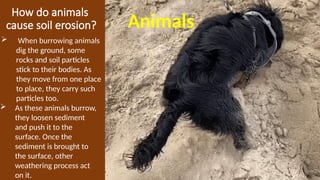 How do animals
cause soil erosion? Animals
 When burrowing animals
dig the ground, some
rocks and soil particles
stick to their bodies. As
they move from one place
to place, they carry such
particles too.
 As these animals burrow,
they loosen sediment
and push it to the
surface. Once the
sediment is brought to
the surface, other
weathering process act
on it.
 