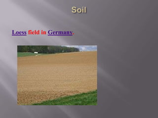 Loess field in Germany.
 