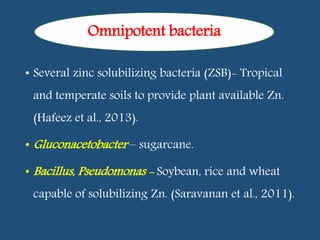 • Several zinc solubilizing bacteria (ZSB)- Tropical
and temperate soils to provide plant available Zn.
(Hafeez et al., 2013).
• Gluconacetobacter – sugarcane.
• Bacillus, Pseudomonas - Soybean, rice and wheat
capable of solubilizing Zn. (Saravanan et al., 2011).
Omnipotent bacteria
 