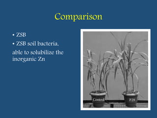 Comparison
• ZSB
• ZSB soil bacteria,
able to solubilize the
inorganic Zn
 