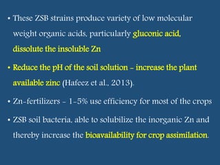• These ZSB strains produce variety of low molecular
weight organic acids, particularly gluconic acid,
dissolute the insoluble Zn
• Reduce the pH of the soil solution - increase the plant
available zinc (Hafeez et al., 2013).
• Zn-fertilizers - 1-5% use efficiency for most of the crops
• ZSB soil bacteria, able to solubilize the inorganic Zn and
thereby increase the bioavailability for crop assimilation.
 