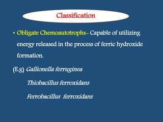 • Obligate Chemoautotrophs- Capable of utilizing
energy released in the process of ferric hydroxide
formation.
(E.g) Gallionella ferruginea
Thiobacillus ferroxidans
Ferrobacillus ferroxidans
Classification
 