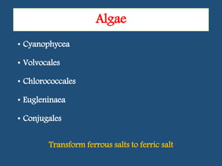 • Cyanophycea
• Volvocales
• Chlorococcales
• Eugleninaea
• Conjugales
Transform ferrous salts to ferric salt
Algae
 