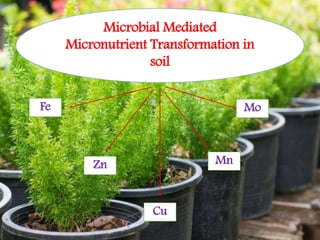 Microbial Mediated
Micronutrient Transformation in
soil
Fe
Zn
Cu
Mo
Mn
 