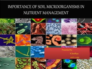 IMPORTANCE OF SOIL MICROORGANISMS IN
NUTRIENT MANAGEMENT
Presented By:
K.Santhiya
2016-11-095
 