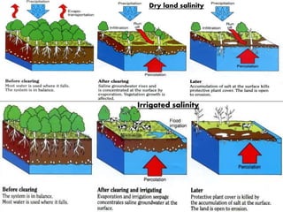 Dry land salinity
Irrigated salinity
 