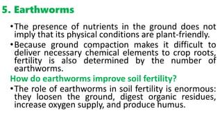 5. Earthworms
•The presence of nutrients in the ground does not
imply that its physical conditions are plant-friendly.
•Because ground compaction makes it difficult to
deliver necessary chemical elements to crop roots,
fertility is also determined by the number of
earthworms.
How do earthworms improve soil fertility?
•The role of earthworms in soil fertility is enormous:
they loosen the ground, digest organic residues,
increase oxygen supply, and produce humus.
 