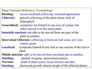 Plant Nutrient Deficiency Terminology
Burning:
severe localized yellowing; scorched appearance.
Chlorosis:
general yellowing of the plant tissue; lack of
chlorophyll.
Generalized: symptoms not limited to one area of a plant, but
rather spread over the entire plant.
Immobile nutrient: not able to be moved from one part of the
plant to another.
Interveinal Chlorosis: yellowing in between leaf veins, yet veins
remain green.
Localized: symptoms limited to one leaf or one section of the leaf or
plant.
Mobile nutrient: able to be moved from one plant part to another.
Mottling:
spotted, irregular, inconsistent pattern.
Necrosis:
death of plant tissue; tissue browns and dies.
Stunting:
decreased growth; shorter height of the affected plants.

 