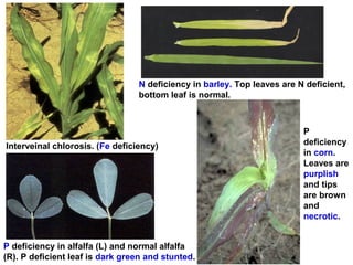 N deficiency in barley. Top leaves are N deficient,
bottom leaf is normal.

Interveinal chlorosis. (Fe deficiency)

P deficiency in alfalfa (L) and normal alfalfa
(R). P deficient leaf is dark green and stunted.

P
deficiency
in corn.
Leaves are
purplish
and tips
are brown
and
necrotic.

 