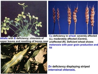 Cu deficiency in wheat: severely affected
Alfalfa with B deficiency; chlorosis of
(L), moderately affected (Centre),
upper leaves and rosetting of leaves near unaffected (R). Deficient wheat shows
base.
melanosis with poor grain production and
fill

Zn deficiency displaying striped
interveinal chlorosis.

 