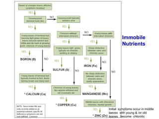 Immobile
Nutrients

Initial symptoms occur in middle
laeves with young & /or old
leaves become chlorotic

 