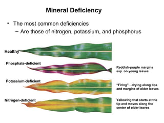 Mineral Deficiency
• The most common deficiencies
– Are those of nitrogen, potassium, and phosphorus

Healthy
Phosphate-deficient
Reddish-purple margins
esp. on young leaves

Potassium-deficient

Nitrogen-deficient

“Firing”…drying along tips
and margins of older leaves
Yellowing that starts at the
tip and moves along the
center of older leaves

 