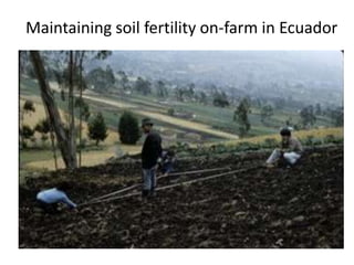 Soil Fertility Management and eco-efficiency of small holder agricultural systems