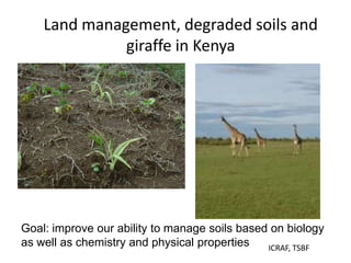 Soil Fertility Management and eco-efficiency of small holder agricultural systems