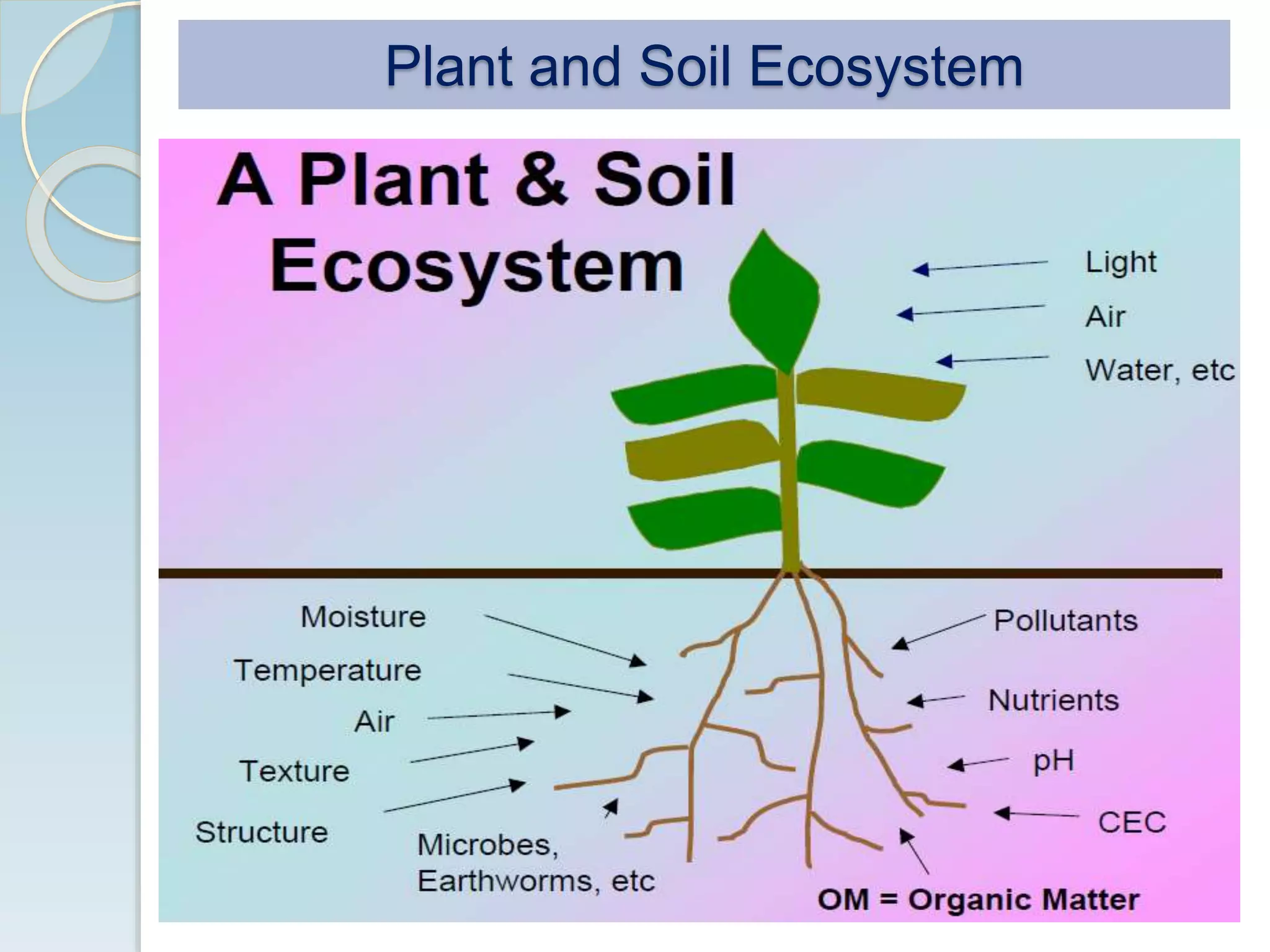Plant and Soil Ecosystem
 