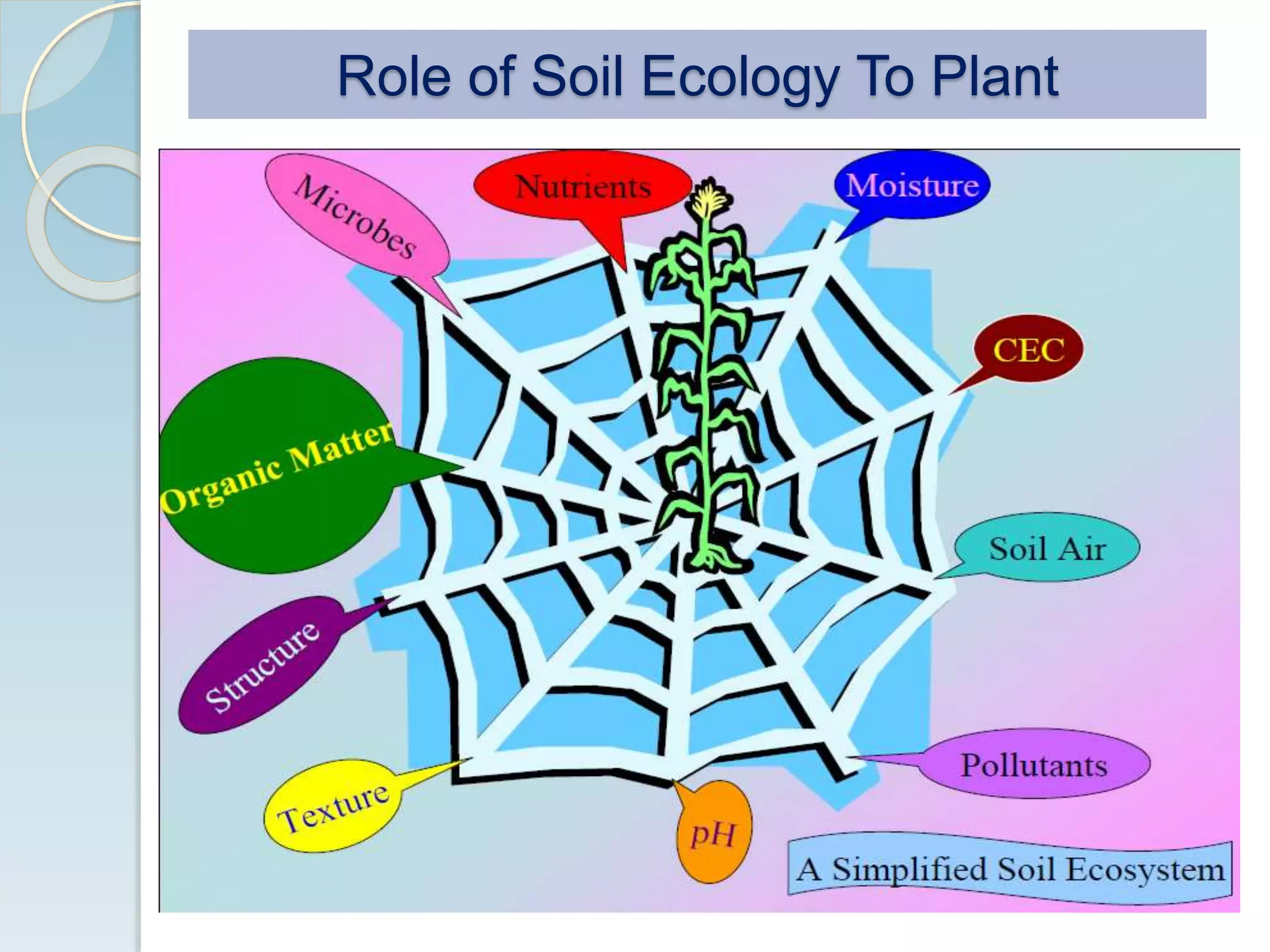 Role of Soil Ecology To Plant
 