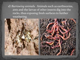 Soil formation | PPTX