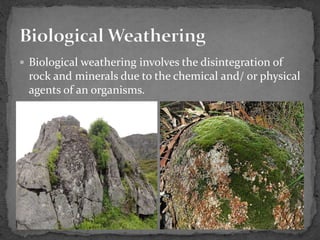  Biological weathering involves the disintegration of
rock and minerals due to the chemical and/ or physical
agents of an organisms.
 