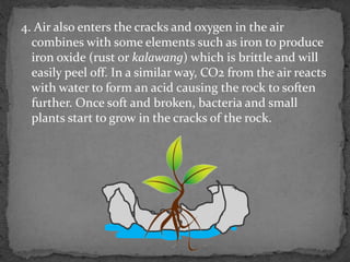 4. Air also enters the cracks and oxygen in the air
combines with some elements such as iron to produce
iron oxide (rust or kalawang) which is brittle and will
easily peel off. In a similar way, CO2 from the air reacts
with water to form an acid causing the rock to soften
further. Once soft and broken, bacteria and small
plants start to grow in the cracks of the rock.
 