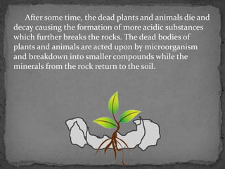 After some time, the dead plants and animals die and
decay causing the formation of more acidic substances
which further breaks the rocks. The dead bodies of
plants and animals are acted upon by microorganism
and breakdown into smaller compounds while the
minerals from the rock return to the soil.
 