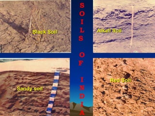 S
                  O
                  I
     Black Soil   L   Alkali Soil
                  S

                  O
                  F

                  I        Red Soil
Sandy soil        N
                  D
                  I
                  A
 