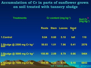 Accumulation of Cr in parts of sunflower grown
     on soil treated with tannery sludge


            Treatments           Cr content (mg kg-1)
                                                                           *
                                                                  Soil Cr -1
                                                                  (mg kg )

                             Roots Stem Leaves           Seed
                                                          s

1.Control                     9.84    0.60     5.10       bdl        110

2.Sludge @ 2500 mg Cr kg-1   50.03    1.01     7.86      0.41       2576
soil

3.Studge @ 5000 mg Cr kg-1   158.90   2.09     8.79      0.66       5464
soil

4.Studge @ 7500 mg Cr kg-1   190.49   4.23     9.18      5.10       6843
soil
                                      bdl = below detectable limit *at harvest
 