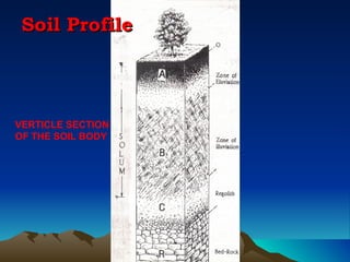 Soil Profile



VERTICLE SECTION
OF THE SOIL BODY
 