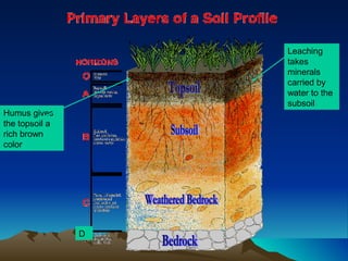 Leaching
                    takes
                    minerals
                    carried by
                    water to the
                    subsoil
Humus gives
the topsoil a
rich brown
color




                D
 