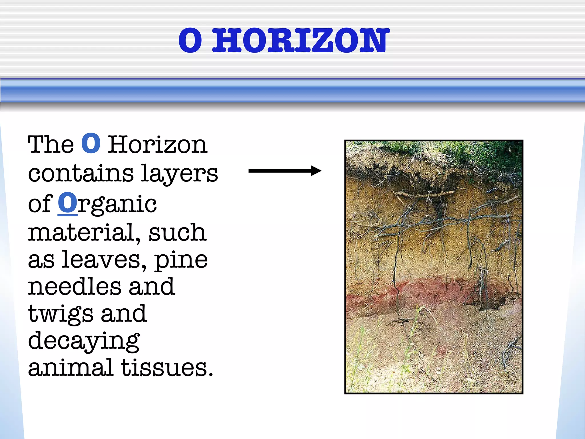 O HORIZON The  O  Horizon contains layers of  O rganic material, such as leaves, pine  needles and twigs and decaying animal tissues. 