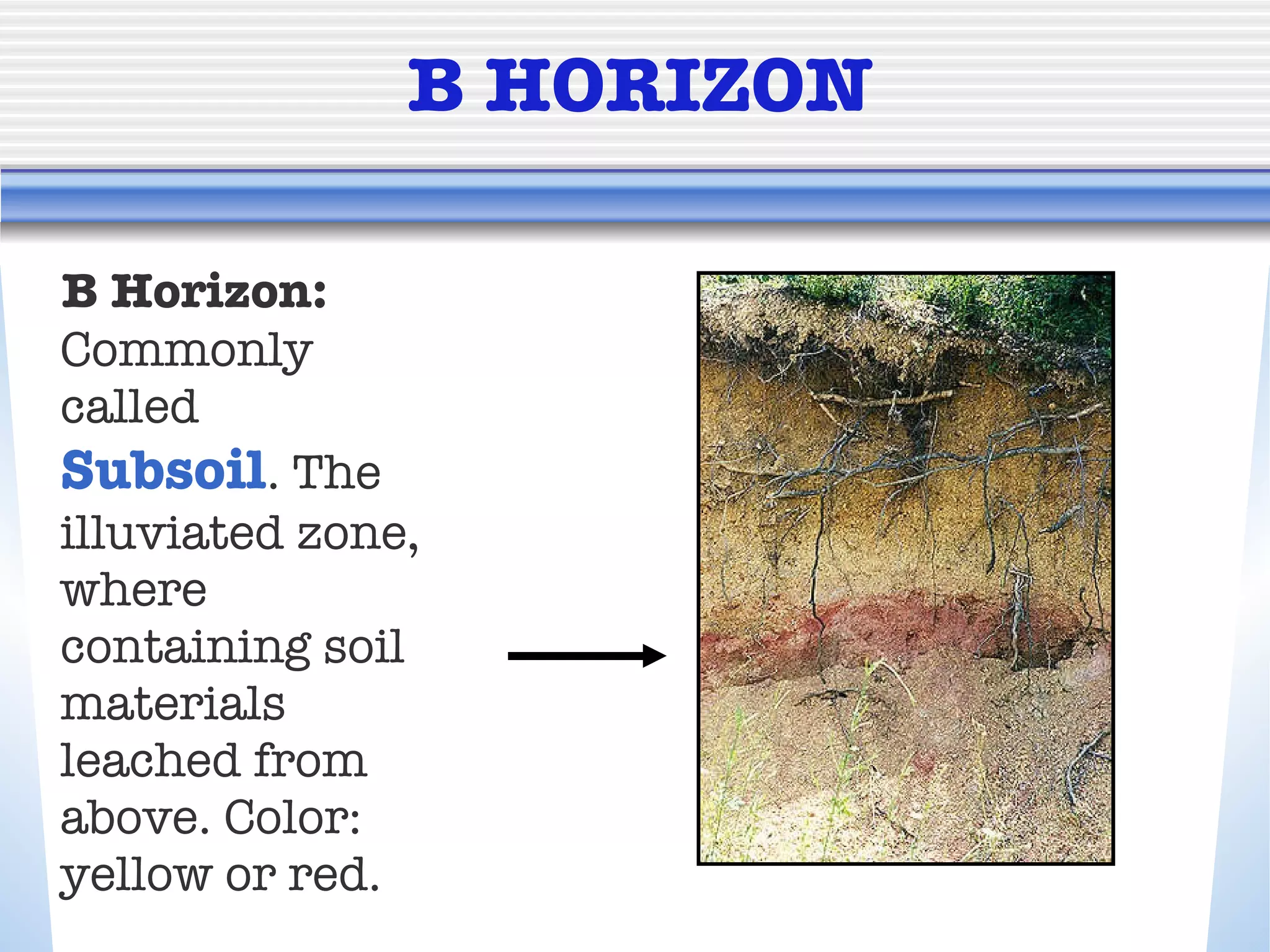 B HORIZON B Horizon:   Commonly called  Subsoil . The illuviated zone, where containing soil materials leached from above. Color: yellow or red.  