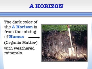 A HORIZON The dark color of the  A Horizon  is from the mixing of  Humus  (Organic Matter)  with weathered minerals. 