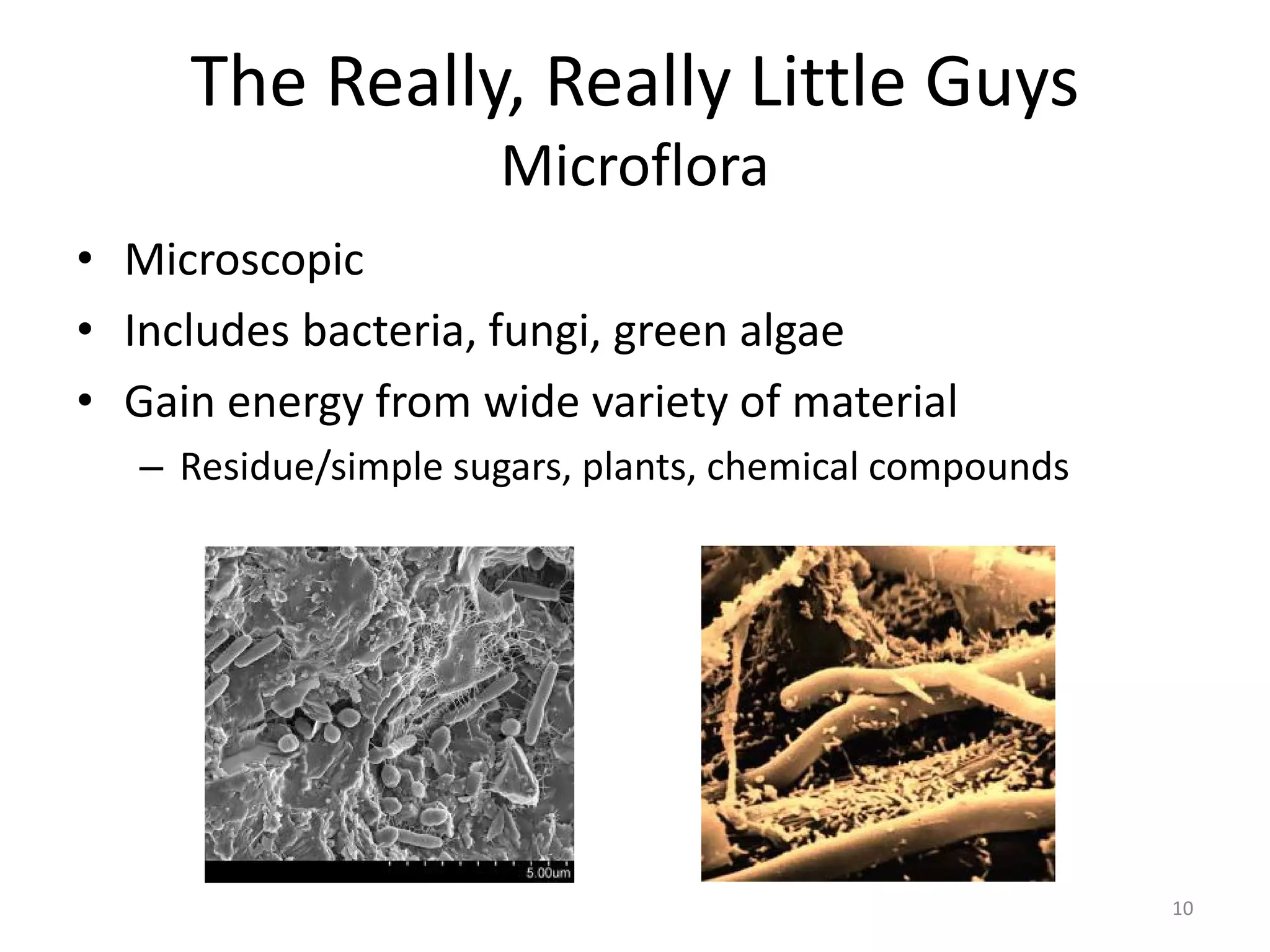 The Really, Really Little Guys
Microflora
• Microscopic
• Includes bacteria, fungi, green algae
• Gain energy from wide variety of material
– Residue/simple sugars, plants, chemical compounds
10
 