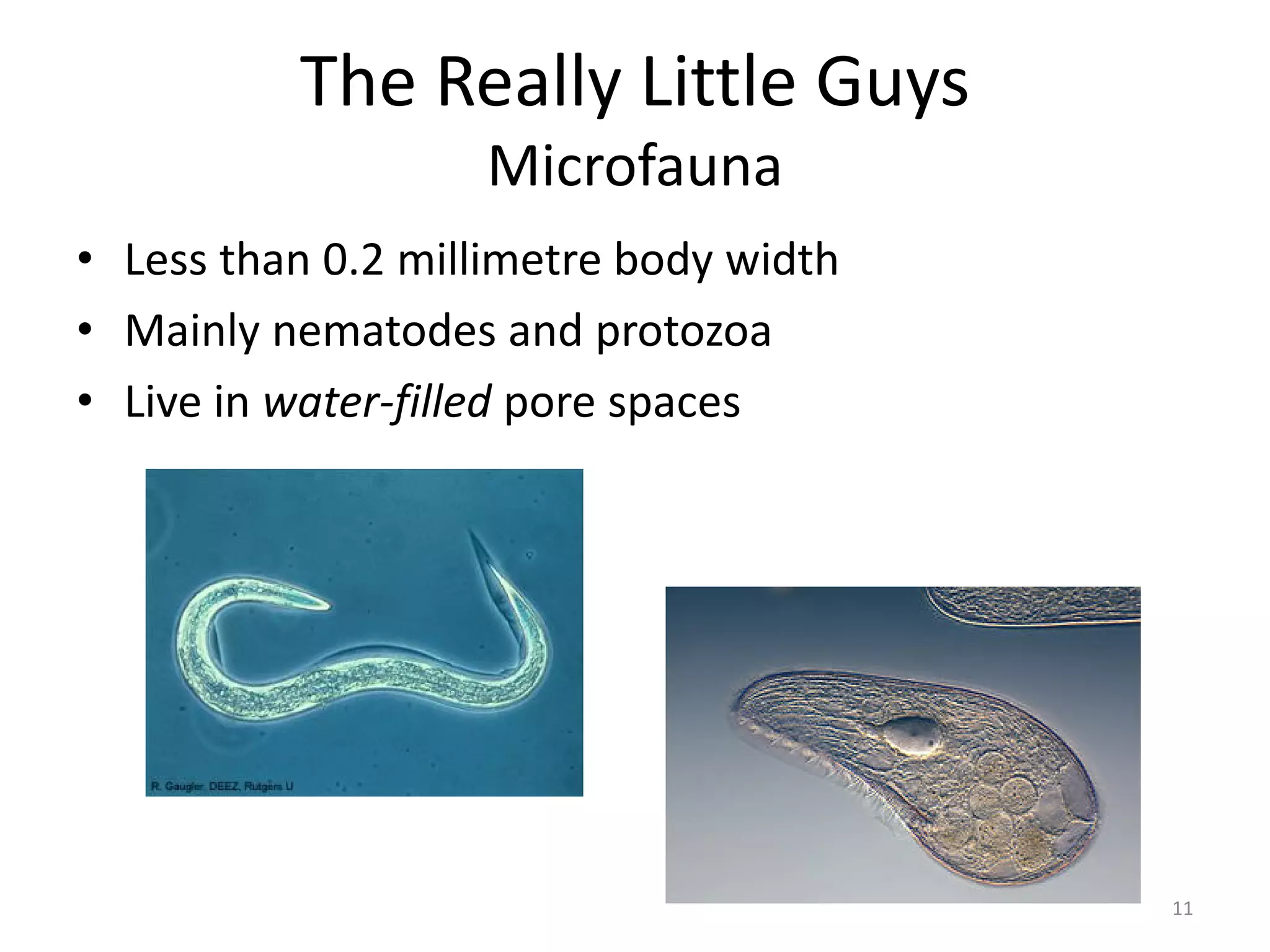 The Really Little Guys
Microfauna
• Less than 0.2 millimetre body width
• Mainly nematodes and protozoa
• Live in water-filled pore spaces
11
 