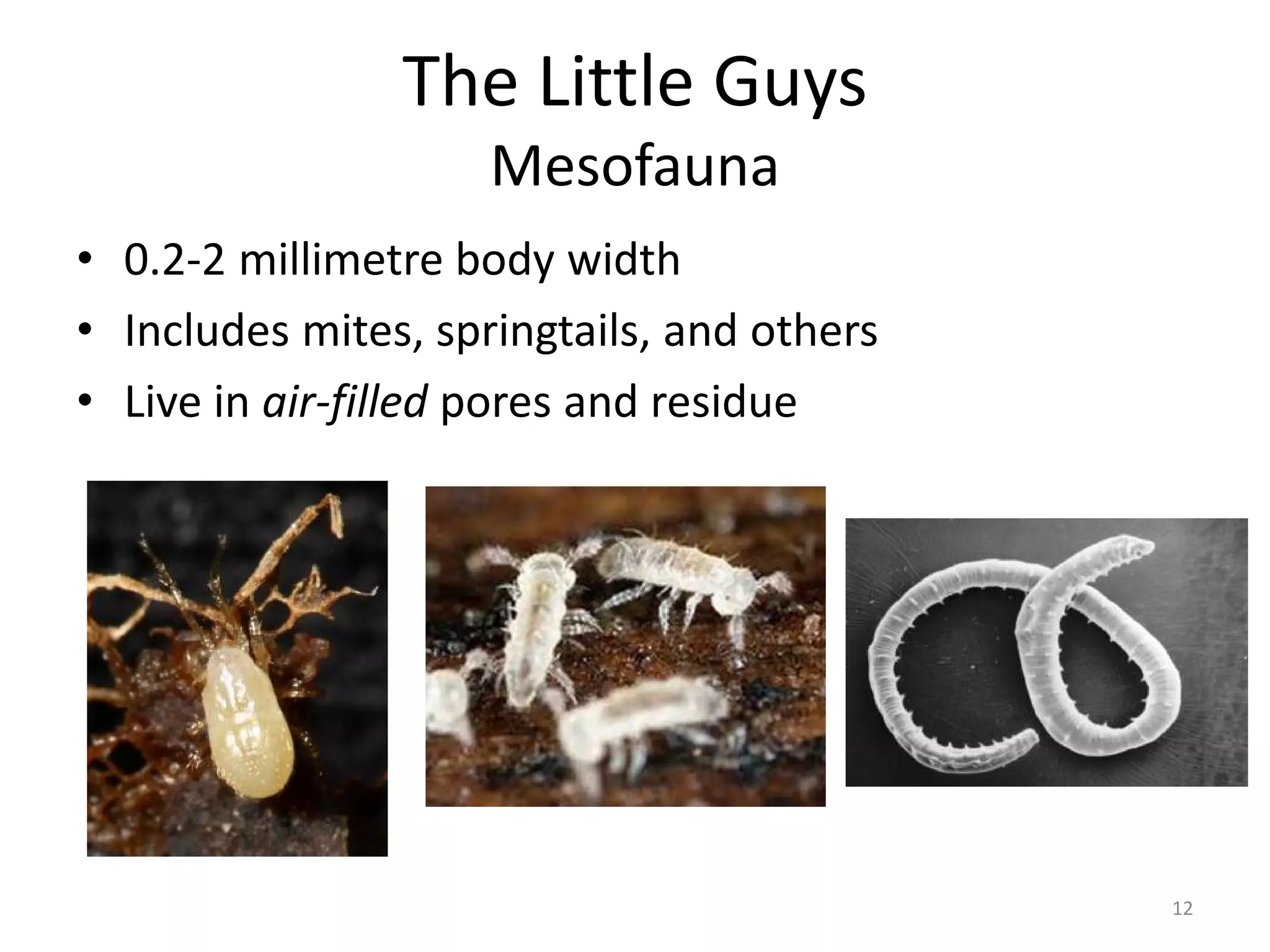 The Little Guys
Mesofauna
• 0.2-2 millimetre body width
• Includes mites, springtails, and others
• Live in air-filled pores and residue
12
 