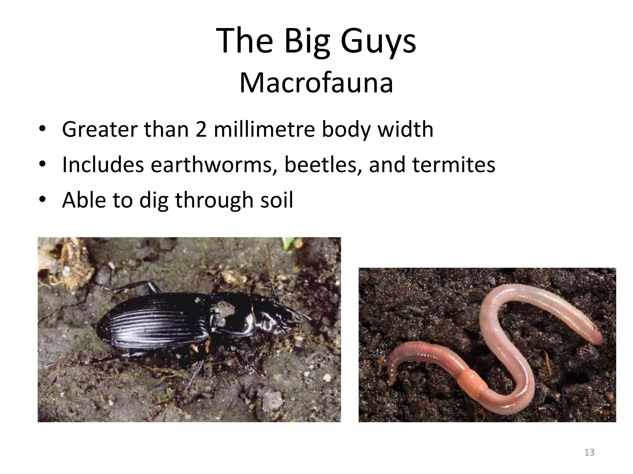 The Big Guys
Macrofauna
• Greater than 2 millimetre body width
• Includes earthworms, beetles, and termites
• Able to dig through soil
13
 