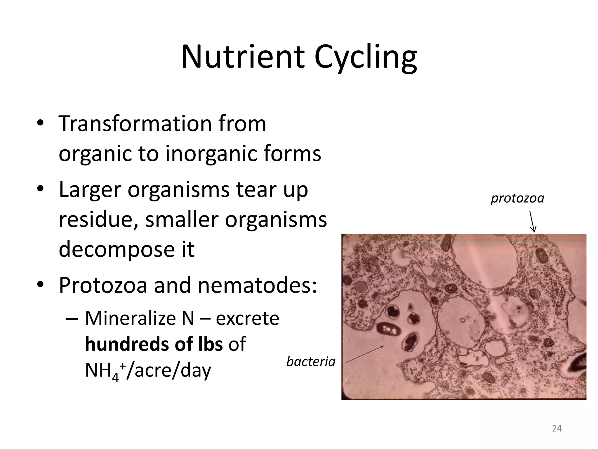 Nutrient Cycling
• Transformation from
organic to inorganic forms
• Larger organisms tear up
residue, smaller organisms
decompose it
• Protozoa and nematodes:
– Mineralize N – excrete
hundreds of lbs of
NH4
+/acre/day
24
bacteria
protozoa
 