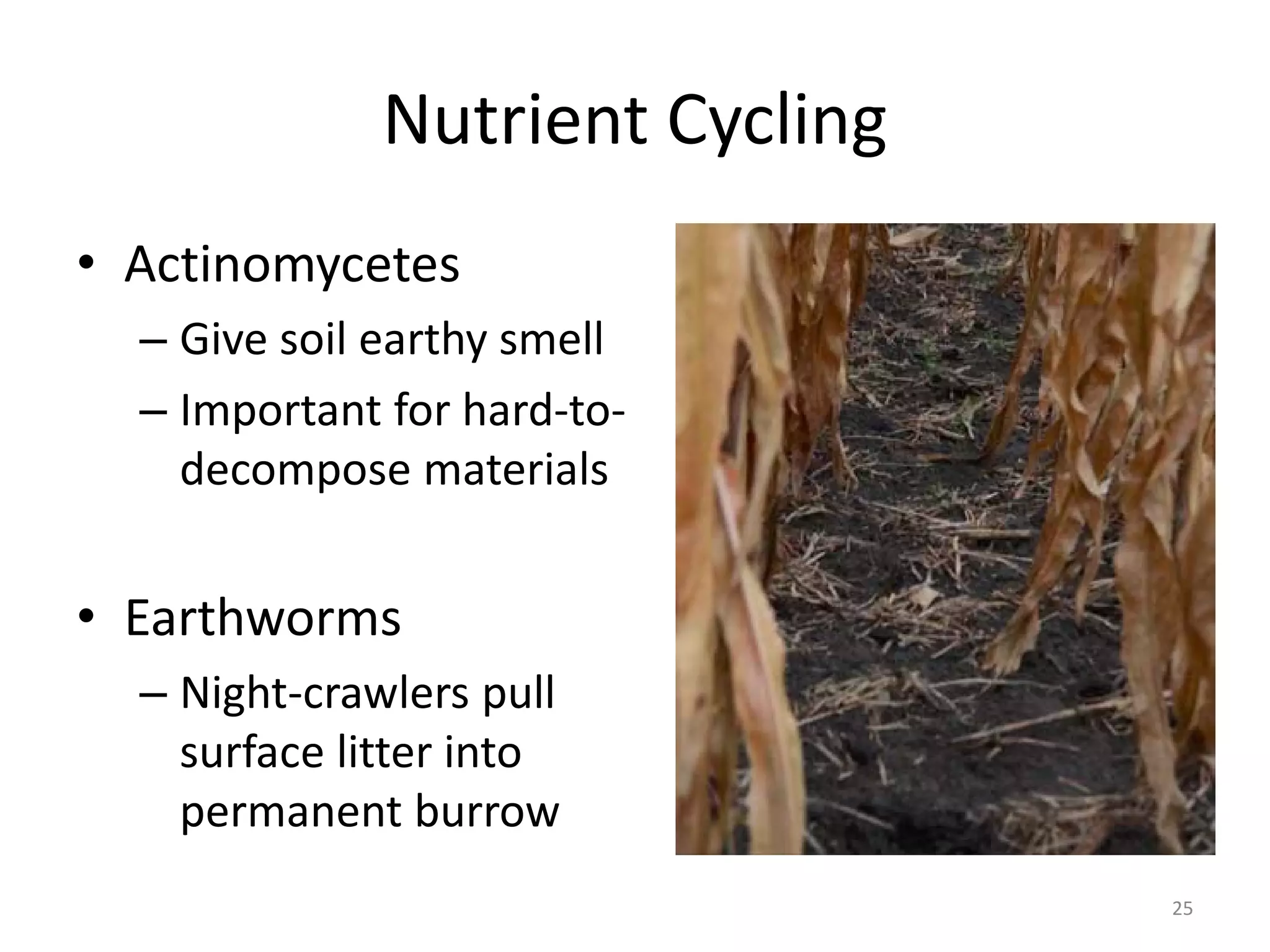 Nutrient Cycling
• Actinomycetes
– Give soil earthy smell
– Important for hard-to-
decompose materials
• Earthworms
– Night-crawlers pull
surface litter into
permanent burrow
25
 