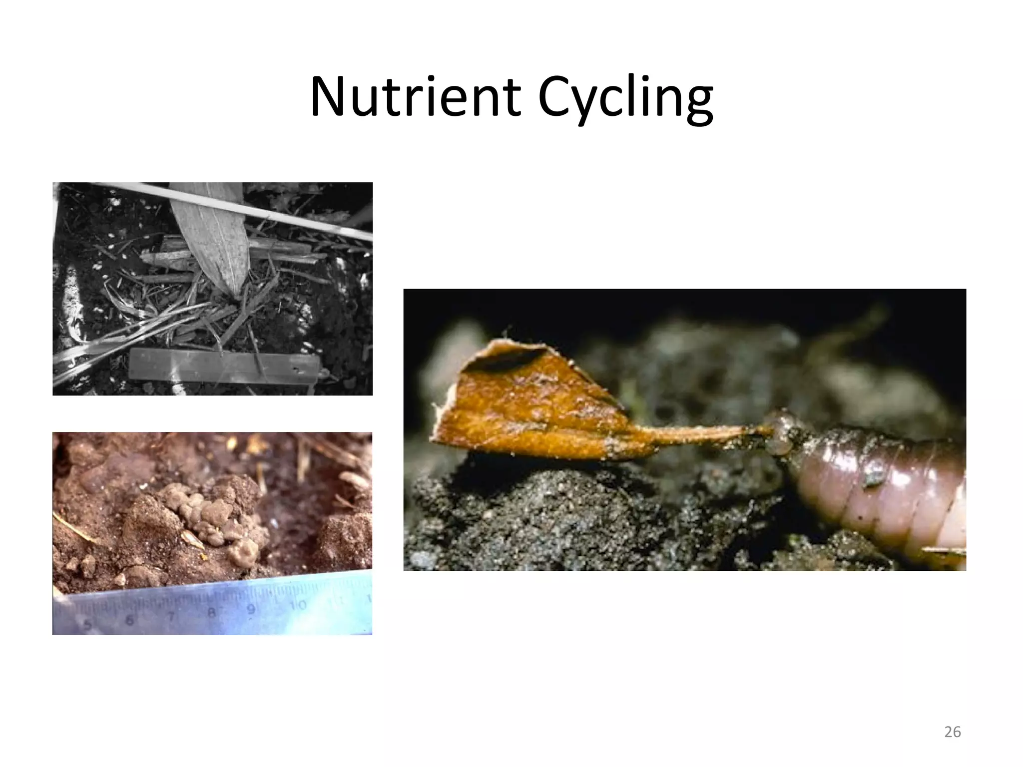 Nutrient Cycling
26
 