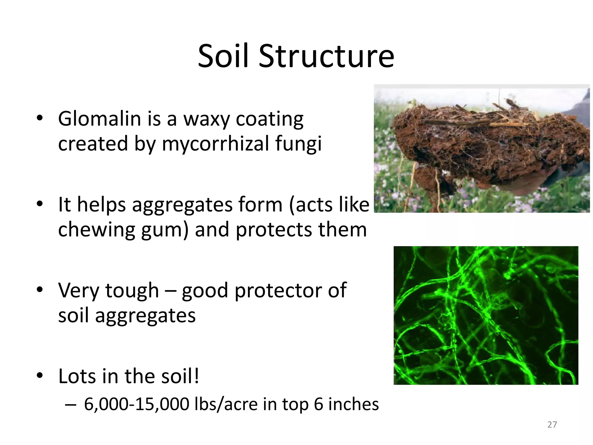 Soil Structure
• Glomalin is a waxy coating
created by mycorrhizal fungi
• It helps aggregates form (acts like
chewing gum) and protects them
• Very tough – good protector of
soil aggregates
• Lots in the soil!
– 6,000-15,000 lbs/acre in top 6 inches
27
 