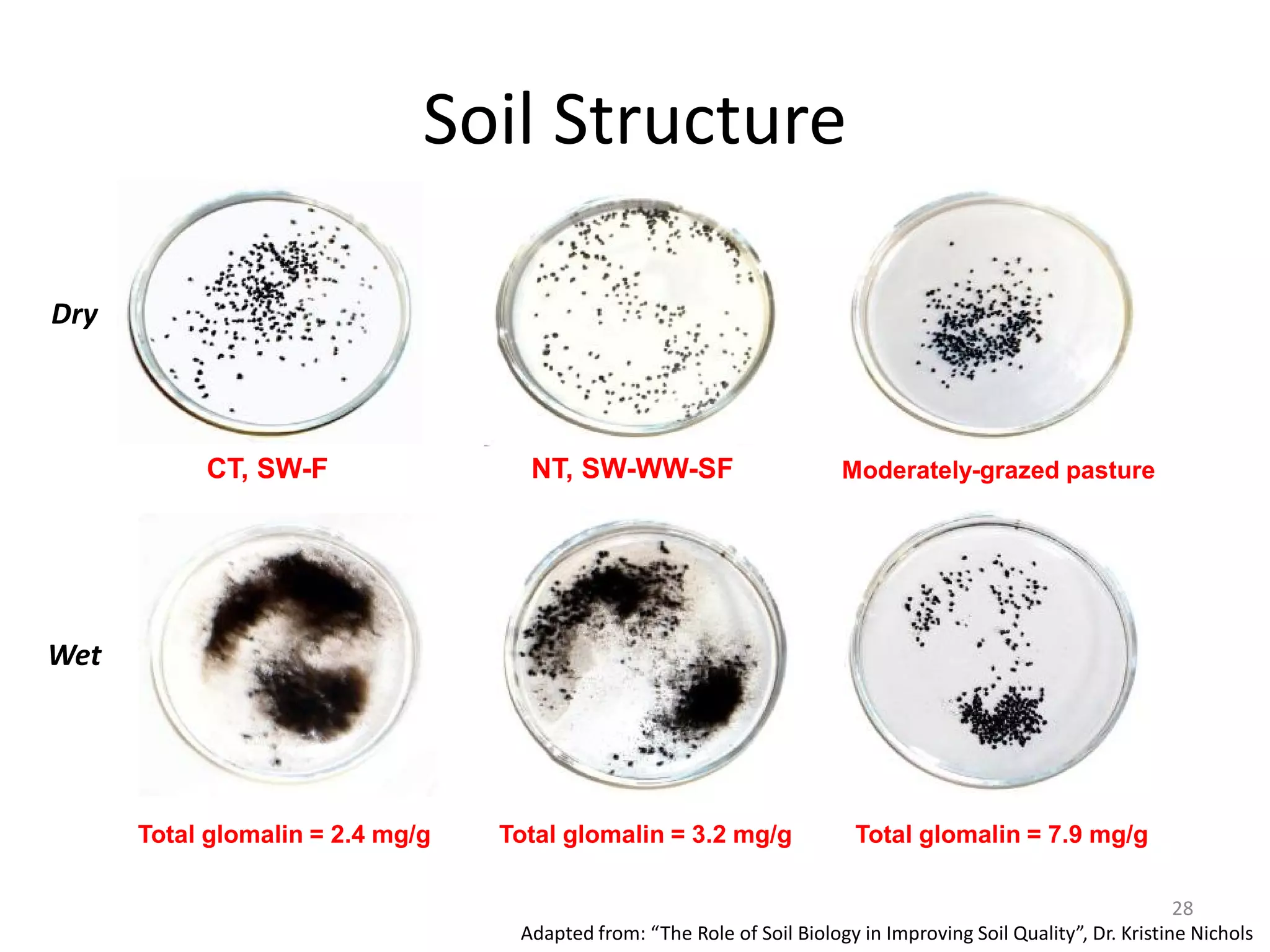 CT, SW-F NT, SW-WW-SF Moderately-grazed pasture
WSA = 14%
Total glomalin = 2.4 mg/g
WSA = 47%
Total glomalin = 3.2 mg/g
WSA = 93%
Total glomalin = 7.9 mg/g
Soil Structure
Adapted from: “The Role of Soil Biology in Improving Soil Quality”, Dr. Kristine Nichols
Dry
Wet
28
 